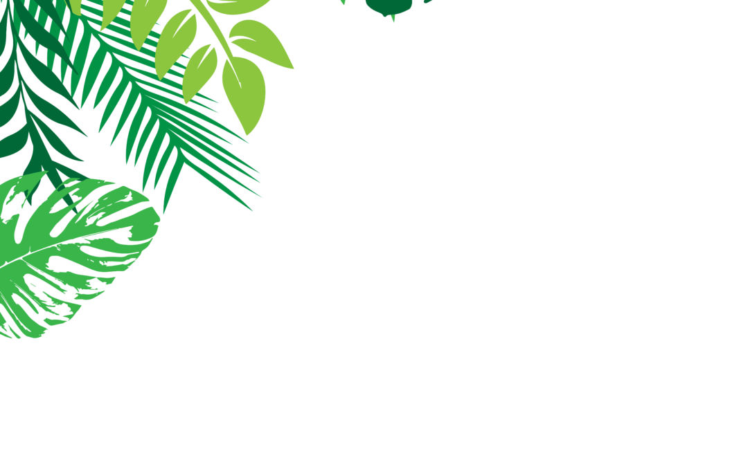 Tropical frame PNG image