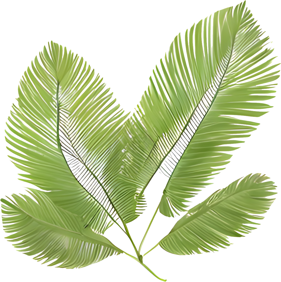 High-Res Leaf PNG Green Foliage Image, Tropical different type exotic leaves set. Jungle plants. Calathea, Monstera and different style of palm leaves