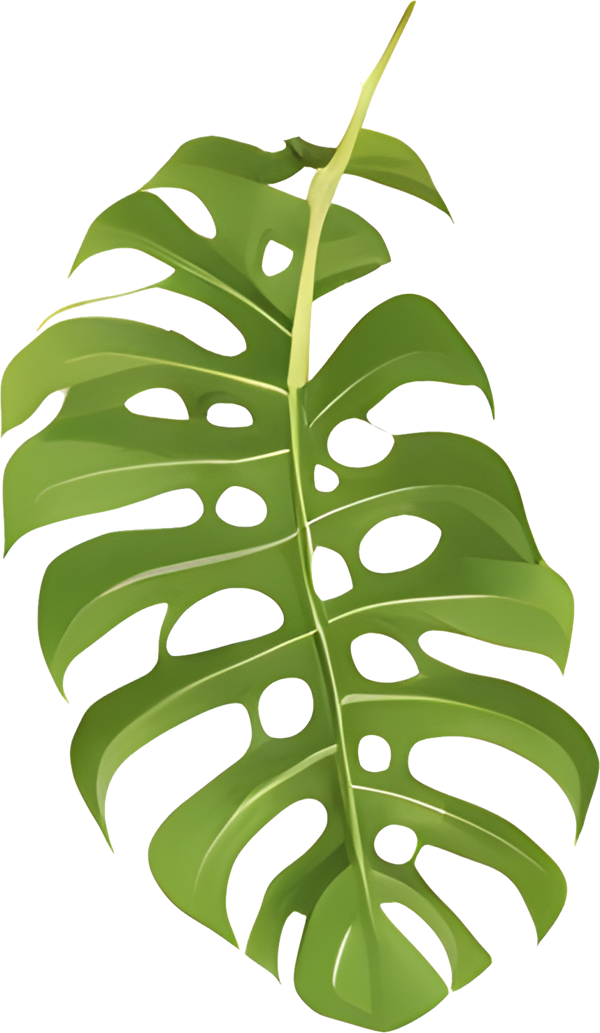 High-Res Leaf PNG Green Foliage Image, Tropical different type exotic leaves set. Jungle plants. Calathea, Monstera and different style of palm leaves_1