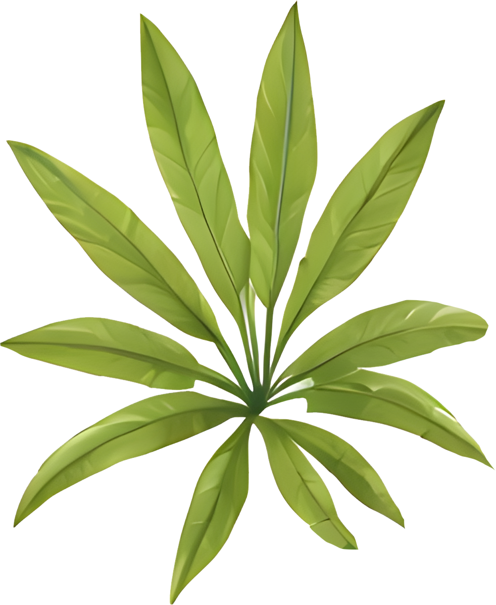 High-Res Leaf PNG Green Foliage Image, Tropical different type exotic leaves set. Jungle plants. Calathea, Monstera and different style of palm leaves_10