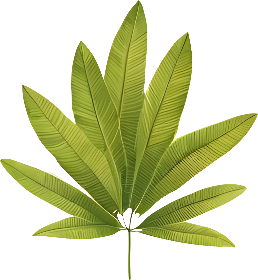 High-Res Leaf PNG Green Foliage Image, Tropical different type exotic leaves set. Jungle plants. Calathea, Monstera and different style of palm leaves_11