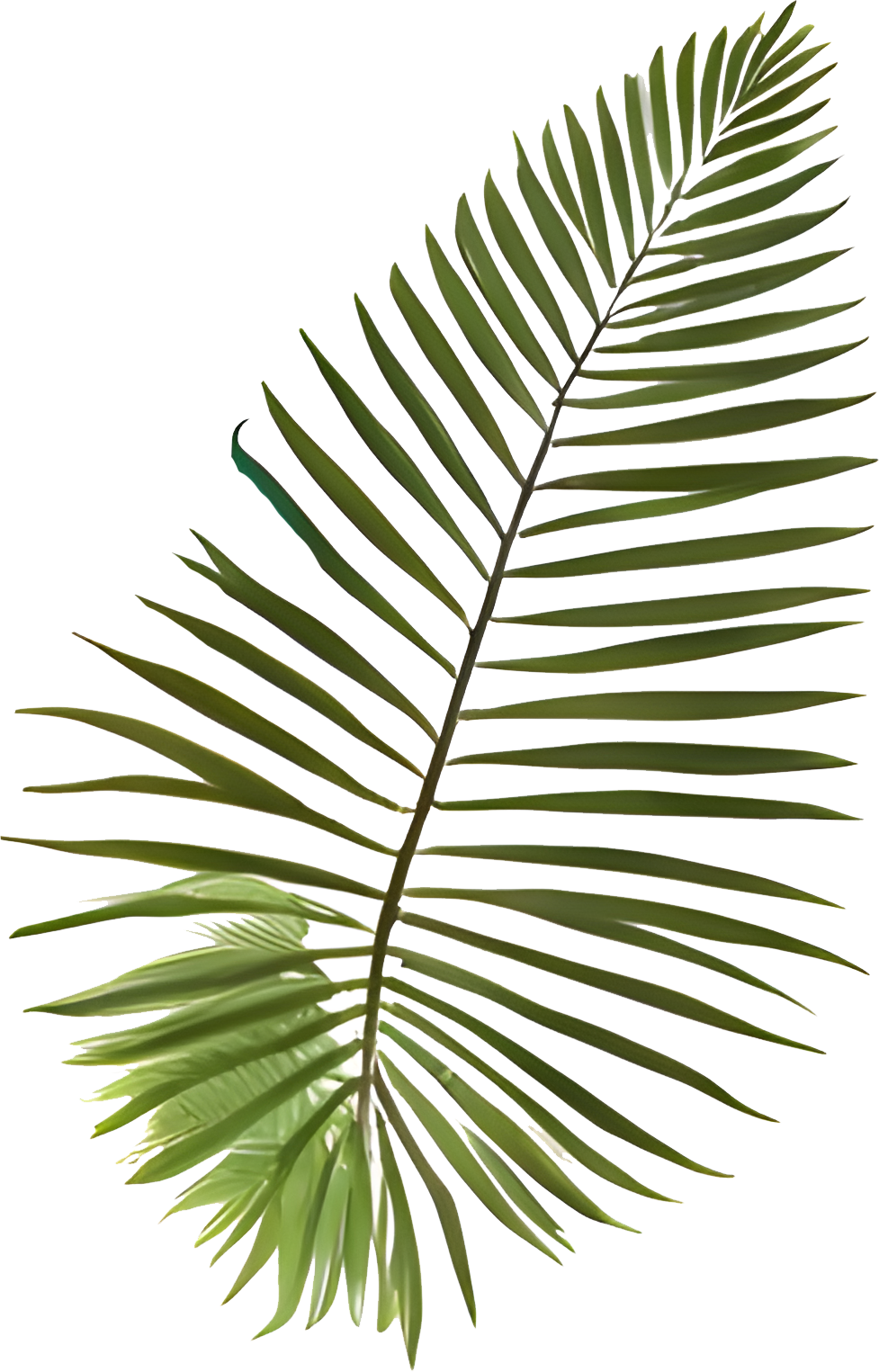 High-Res Leaf PNG Green Foliage Image, Tropical different type exotic leaves set. Jungle plants. Calathea, Monstera and different style of palm leaves_6