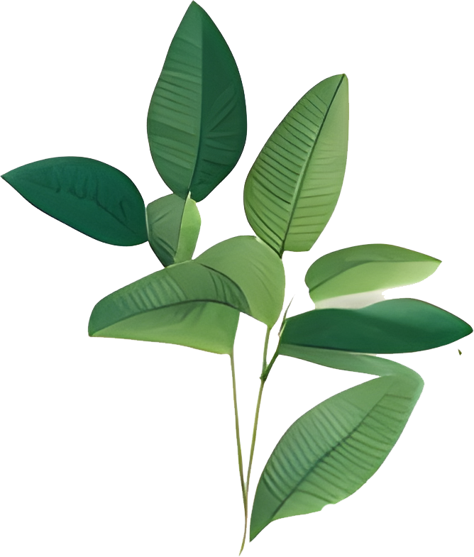 High-Res Leaf PNG Green Foliage Image, Tropical different type exotic leaves set. Jungle plants. Calathea, Monstera and different style of palm leaves_7